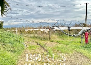 Foto 6 - Azienda agricola Santa Maria la Piana, Sessa Aurunca - foto 6