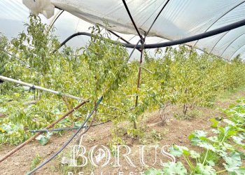 Foto 7 - Azienda agricola Santa Maria la Piana, Sessa Aurunca - foto 7