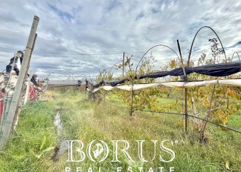 Foto 8 - Azienda agricola Santa Maria la Piana, Sessa Aurunca - foto 8