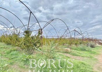 Foto 11 - Azienda agricola Santa Maria la Piana, Sessa Aurunca - foto 11