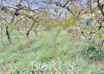 Foto 12 - Azienda agricola Santa Maria la Piana, Sessa Aurunca - foto 12