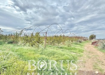 Foto 13 - Azienda agricola Santa Maria la Piana, Sessa Aurunca - foto 13