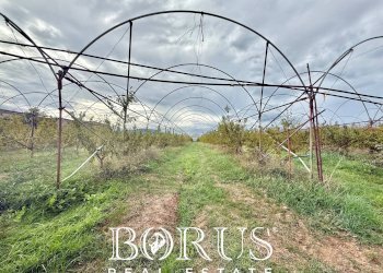 Foto 16 - Azienda agricola Santa Maria la Piana, Sessa Aurunca - foto 16