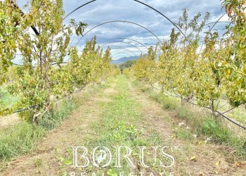 Foto 18 - Azienda agricola Santa Maria la Piana, Sessa Aurunca - foto 18