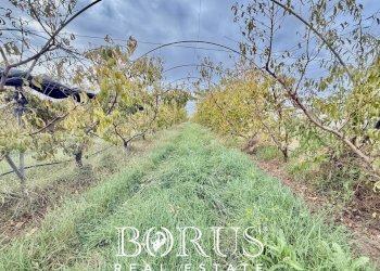 Foto 20 - Azienda agricola Santa Maria la Piana, Sessa Aurunca - foto 20