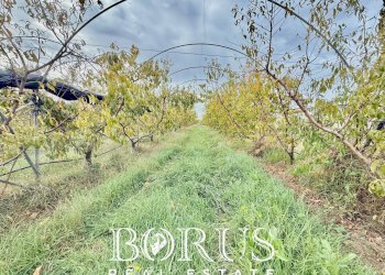 Foto 21 - Azienda agricola Santa Maria la Piana, Sessa Aurunca - foto 21