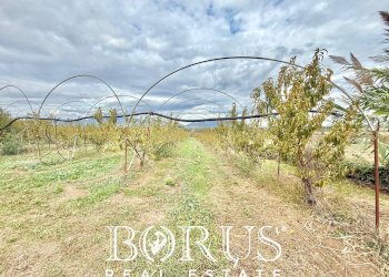 Foto 22 - Azienda agricola Santa Maria la Piana, Sessa Aurunca - foto 22