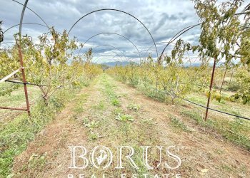 Foto 23 - Azienda agricola Santa Maria la Piana, Sessa Aurunca - foto 23