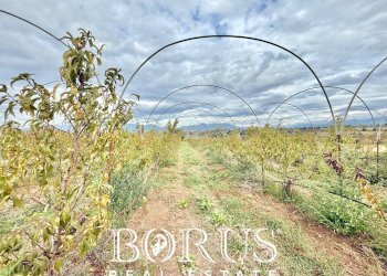 Foto 24 - Azienda agricola Santa Maria la Piana, Sessa Aurunca - foto 24