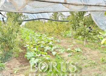 Foto 26 - Azienda agricola Santa Maria la Piana, Sessa Aurunca - foto 26