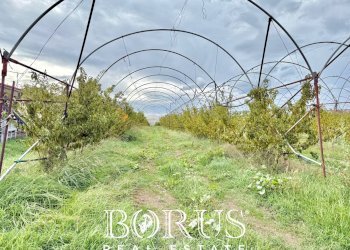 Foto 27 - Azienda agricola Santa Maria la Piana, Sessa Aurunca - foto 27