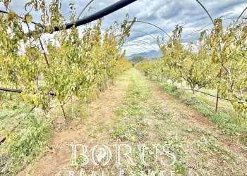 Foto 29 - Azienda agricola Santa Maria la Piana, Sessa Aurunca - foto 29