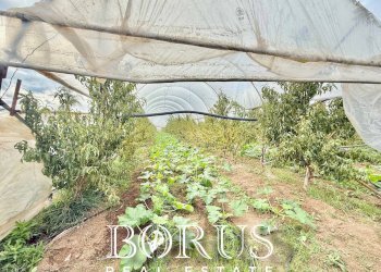 Foto 30 - Azienda agricola Santa Maria la Piana, Sessa Aurunca - foto 30