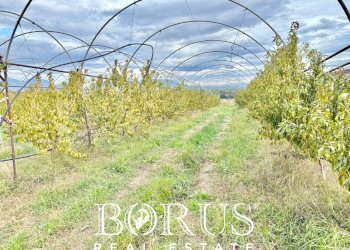 Foto 33 - Azienda agricola Santa Maria la Piana, Sessa Aurunca - foto 33