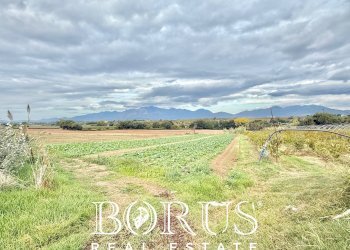 Foto 35 - Azienda agricola Santa Maria la Piana, Sessa Aurunca - foto 35