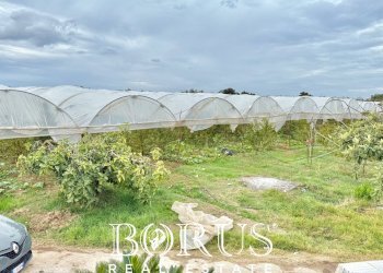 Foto 36 - Azienda agricola Santa Maria la Piana, Sessa Aurunca - foto 36