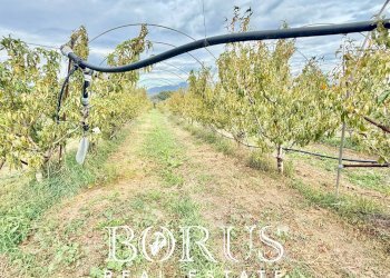 Foto 38 - Azienda agricola Santa Maria la Piana, Sessa Aurunca - foto 38