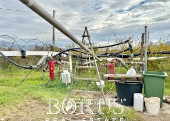 Foto 41 - Azienda agricola Santa Maria la Piana, Sessa Aurunca - foto 41