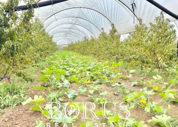 Foto 42 - Azienda agricola Santa Maria la Piana, Sessa Aurunca - foto 42