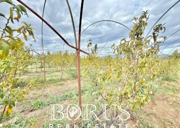 Foto 45 - Azienda agricola Santa Maria la Piana, Sessa Aurunca - foto 45