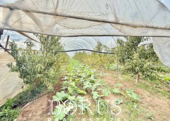 Foto 46 - Azienda agricola Santa Maria la Piana, Sessa Aurunca - foto 46