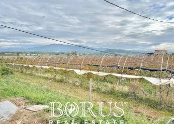 Foto 47 - Azienda agricola Santa Maria la Piana, Sessa Aurunca - foto 47