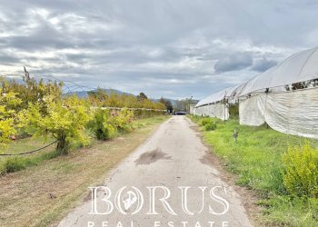 Foto 51 - Azienda agricola Santa Maria la Piana, Sessa Aurunca - foto 51