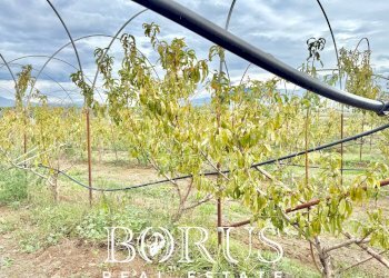 Foto 55 - Azienda agricola Santa Maria la Piana, Sessa Aurunca - foto 55