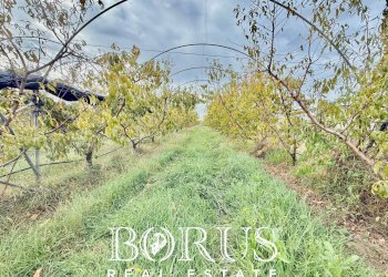 Foto 56 - Azienda agricola Santa Maria la Piana, Sessa Aurunca - foto 56