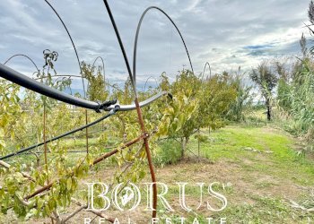 Foto 57 - Azienda agricola Santa Maria la Piana, Sessa Aurunca - foto 57