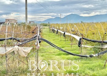 Foto 61 - Azienda agricola Santa Maria la Piana, Sessa Aurunca - foto 61