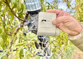 Foto 62 - Azienda agricola Santa Maria la Piana, Sessa Aurunca - foto 62