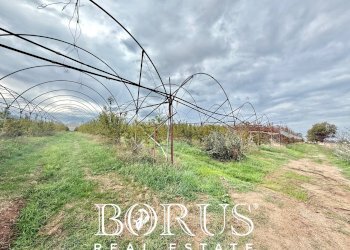 Foto 63 - Azienda agricola Santa Maria la Piana, Sessa Aurunca - foto 63