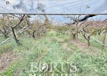 Foto 65 - Azienda agricola Santa Maria la Piana, Sessa Aurunca - foto 65