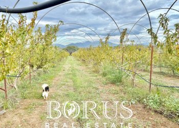 Foto 66 - Azienda agricola Santa Maria la Piana, Sessa Aurunca - foto 66