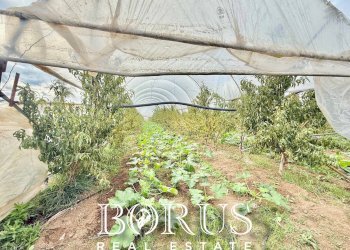 Foto 67 - Azienda agricola Santa Maria la Piana, Sessa Aurunca - foto 67