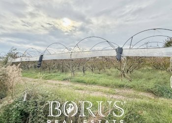 Foto 69 - Azienda agricola Santa Maria la Piana, Sessa Aurunca - foto 69