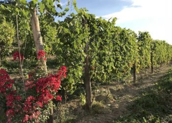 Terreno - Rustico Regione San Rocco, Agliano Terme - foto 6