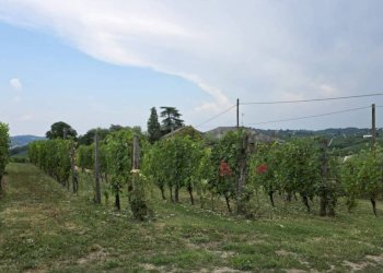 Terreno - Rustic Regione San Rocco, Agliano Terme - photo 45