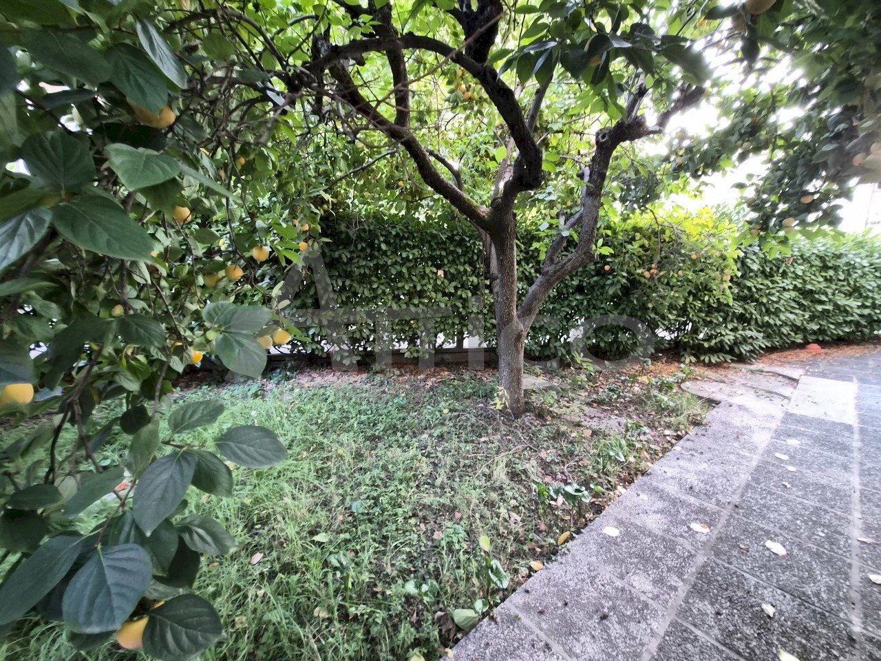 20251014_173809.jpg - Villa Piazza Ungheria RO, Rovigo - photo 3