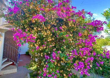 Giardino - Bilocale Capoliveri - foto 20