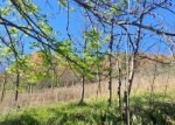 Agricultural land Canelli - photo 15