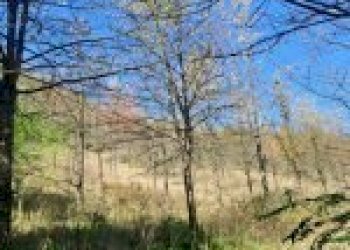 Agricultural land Canelli - photo 17