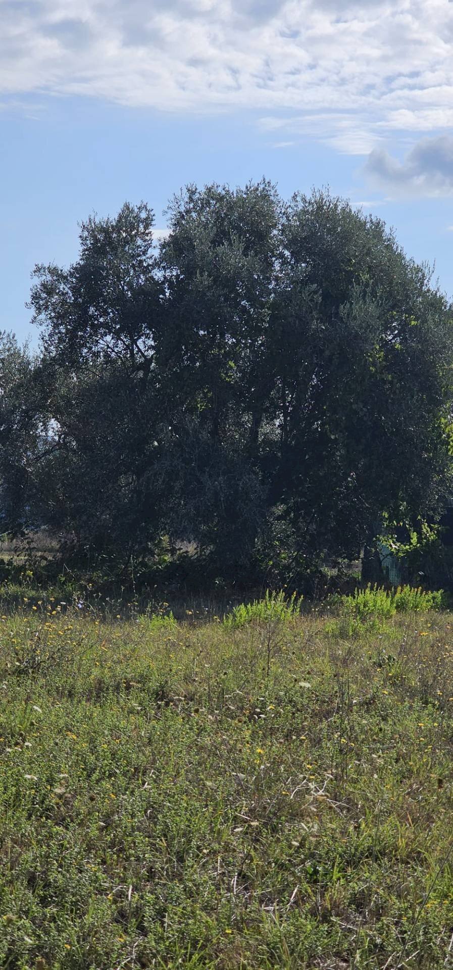 Foto 3 - Building land località convento, Mosciano Sant'Angelo - photo 3