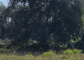 Foto 3 - Building land località convento, Mosciano Sant'Angelo - photo 3