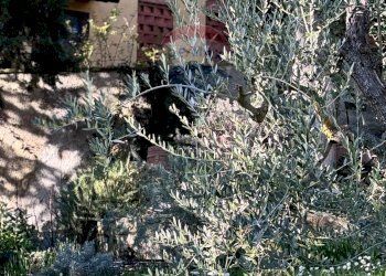 Casa all\'aperto - Rustico Montespertoli - foto 32