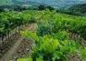 Vista delle montagne - Rustico Montespertoli - foto 33