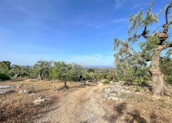 Foto 14 - Baita Contrada Torchiano, Monopoli - foto 14