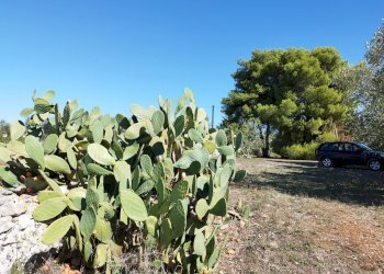 Foto 16 - Villa Contrada Chiobbica, Ostuni - photo 16