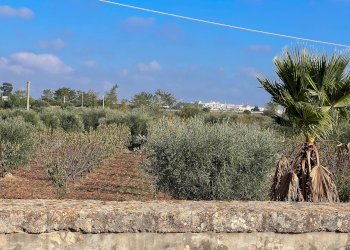 Foto 45 - Rustico Contrada Gorgorenzo, Conversano - foto 45